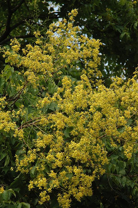 Golden Rain Tree (Koelreuteria paniculata) at Green Thumb Nursery