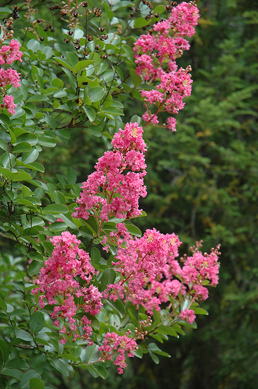 Hopi Crapemyrtle (Lagerstroemia 'Hopi') at Green Thumb Nursery