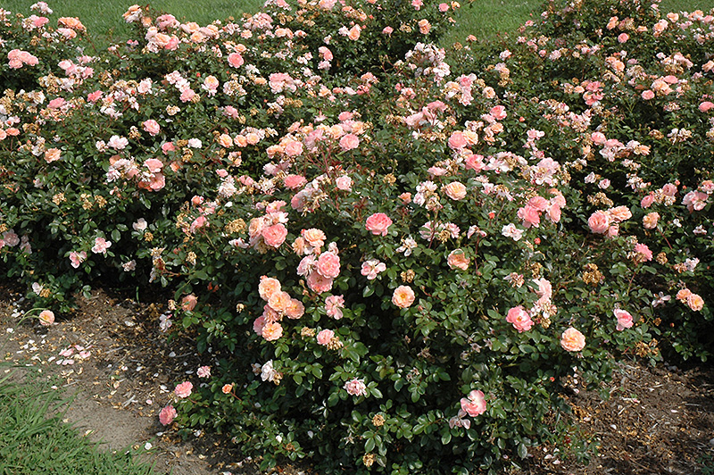 Apricot Drift Rose (Rosa 'Meimirrote') at Green Thumb Nursery