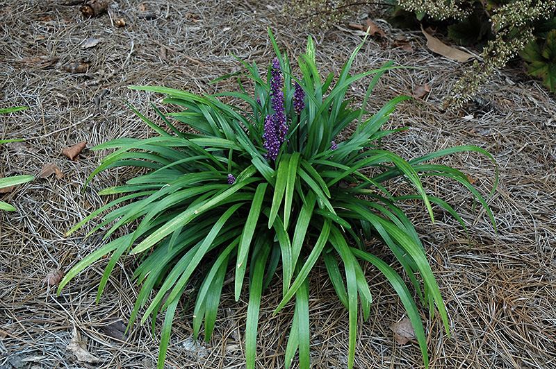 Royal Purple Lily Turf (Liriope muscari 'Royal Purple') at Green Thumb Nursery