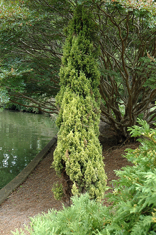 Swane's Golden Italian Cypress (Cupressus sempervirens 'Swane's Golden') at Green Thumb Nursery