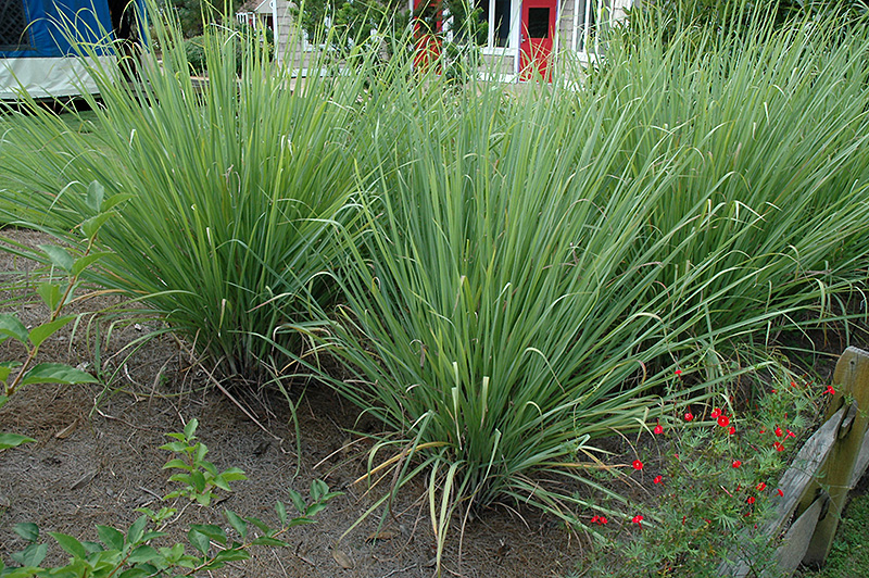 Hardy Sugarcane (Saccharum arundinaceum) at Green Thumb Nursery