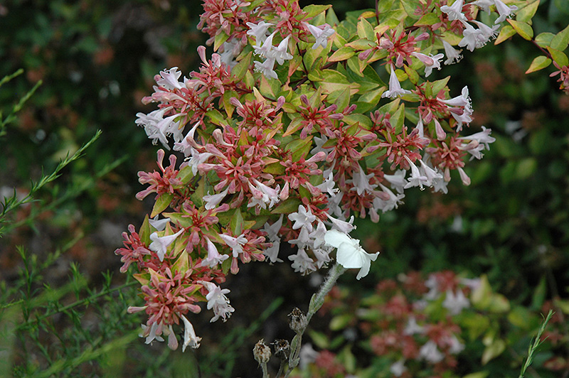 Francis Mason Abelia (Abelia x grandiflora 'Francis Mason') at Green Thumb Nursery