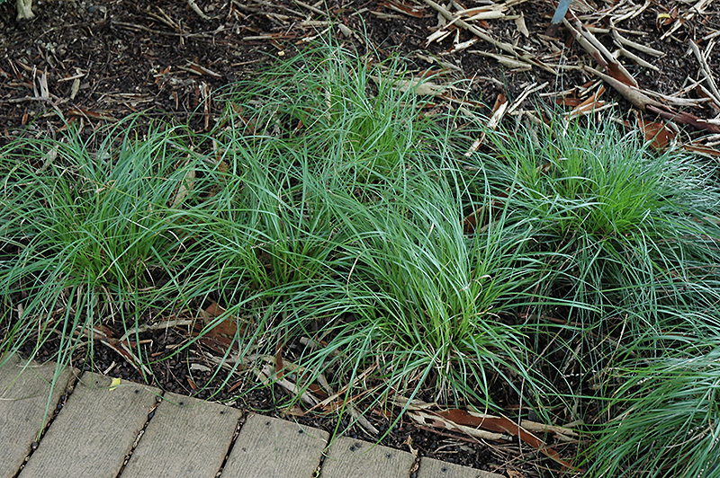 European Grey Sedge (Carex divulsa) at Green Thumb Nursery