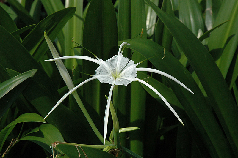 Tropical Giant Spider Lily (Hymenocallis 'Tropical Giant') at Green Thumb Nursery