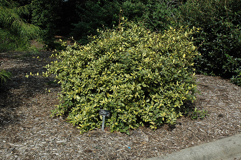 Variegated Silverberry (Elaeagnus pungens 'Maculata') at Green Thumb Nursery