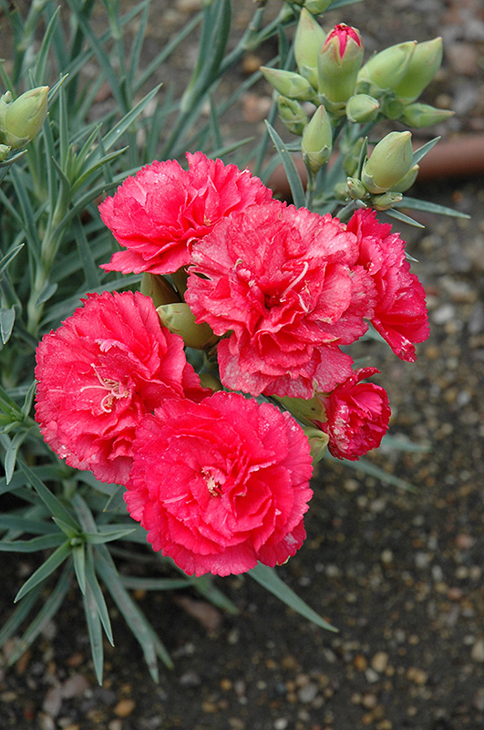 Can Can Rose Carnation (Dianthus caryophyllus 'Can Can Rose') at Green Thumb Nursery
