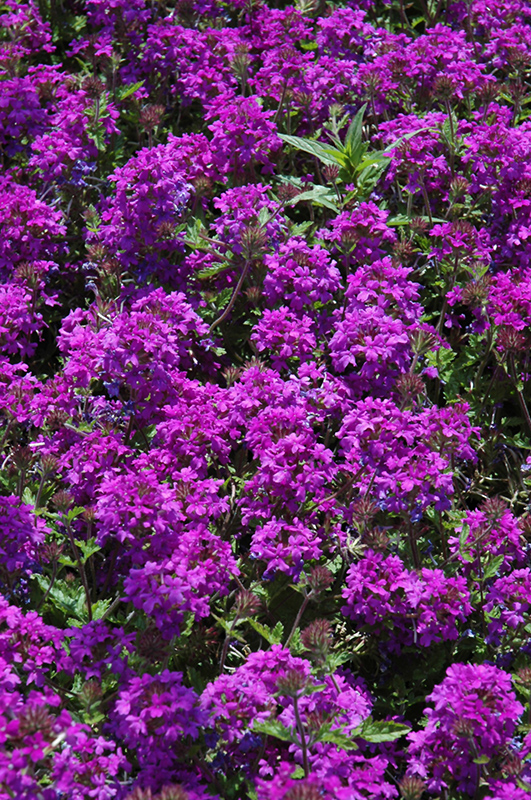 Homestead Purple Verbena (Verbena 'Homestead Purple') at Green Thumb Nursery