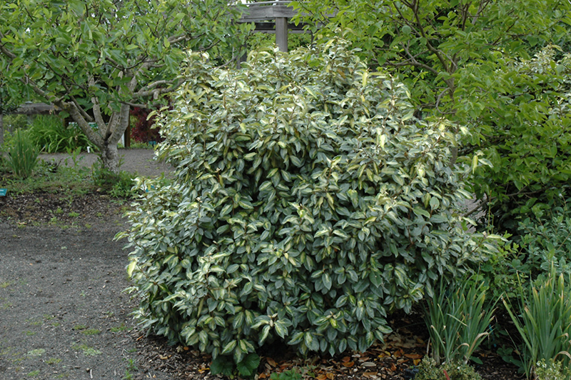Variegated Silverberry (Elaeagnus pungens 'Aureomaculata') at Green Thumb Nursery