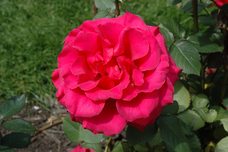 Fame! Rose (Rosa 'Fame!') at Green Thumb Nursery