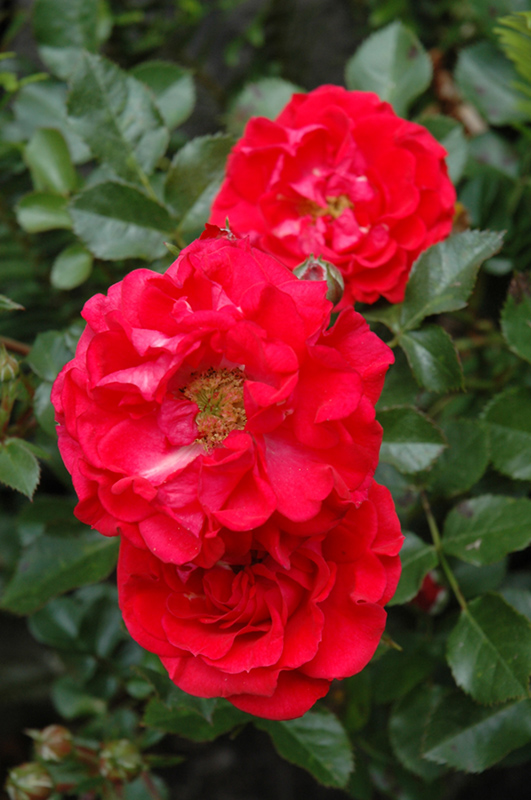 Cherry Frost Rose (Rosa 'Overedclimb') at Green Thumb Nursery