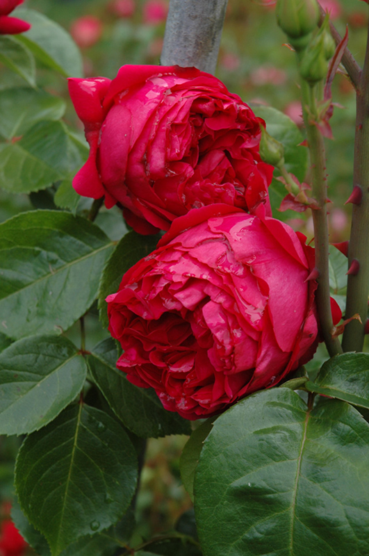 Red Eden Rose (Rosa 'Red Eden') at Green Thumb Nursery