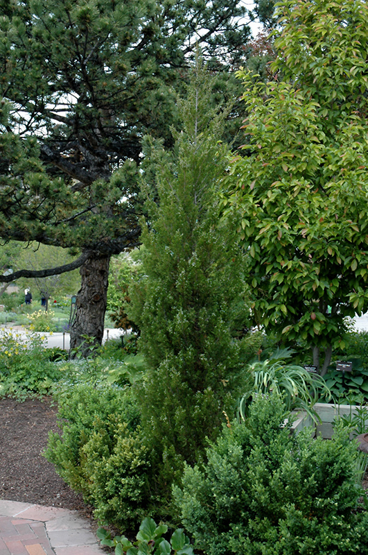Spearmint Juniper (Juniperus chinensis 'Spearmint') at Green Thumb Nursery