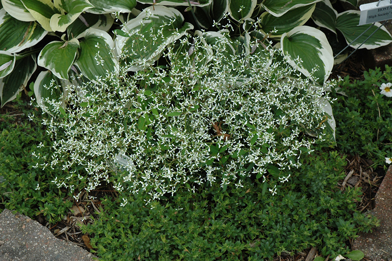 Diamond Frost Euphorbia (Euphorbia 'INNEUPHDIA') at Green Thumb Nursery