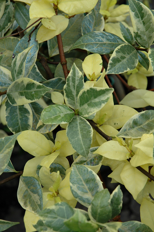 Variegated Confederate Star-Jasmine (Trachelospermum jasminoides 'Variegatum') at Green Thumb Nursery