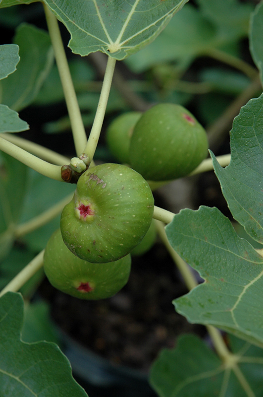 Common Fig (Ficus carica) at Green Thumb Nursery