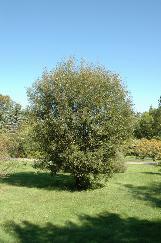 Pussy Willow (Salix discolor) at Green Thumb Nursery