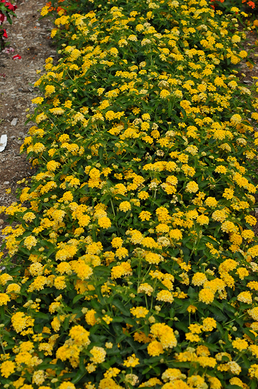 Landscape Bandana Yellow Lantana (Lantana camara 'Landscape Bandana Yellow') at Green Thumb Nursery
