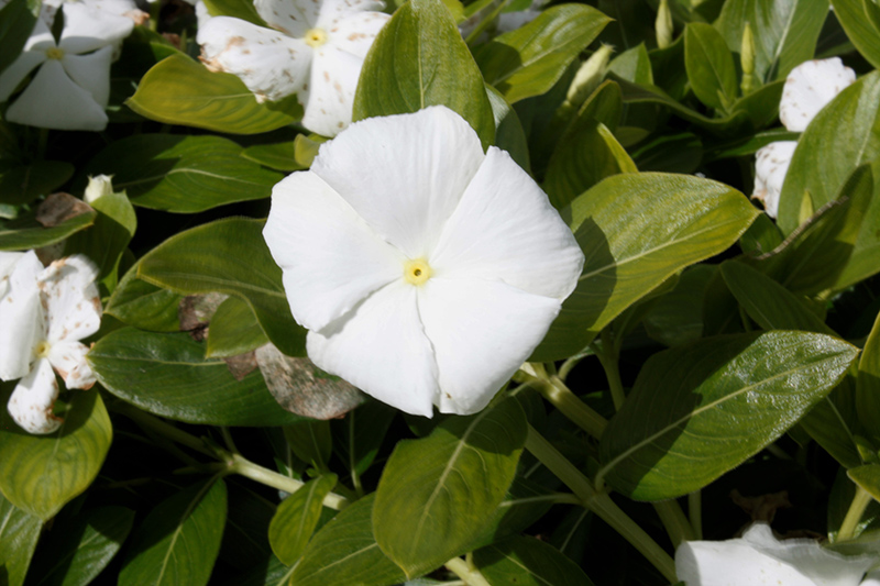 Cora Cascade White Vinca (Catharanthus roseus 'Cora Cascade White') in ...