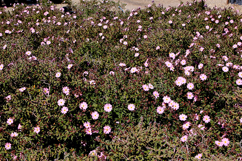 Pink Rockrose (Cistus x skanbergii) at Green Thumb Nursery