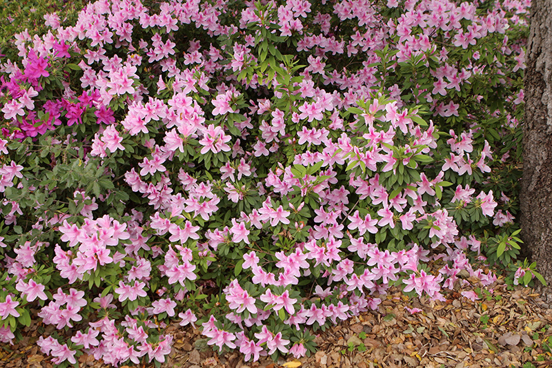 George Lindley Taber Azalea (Rhododendron 'George Lindley Taber') at Green Thumb Nursery