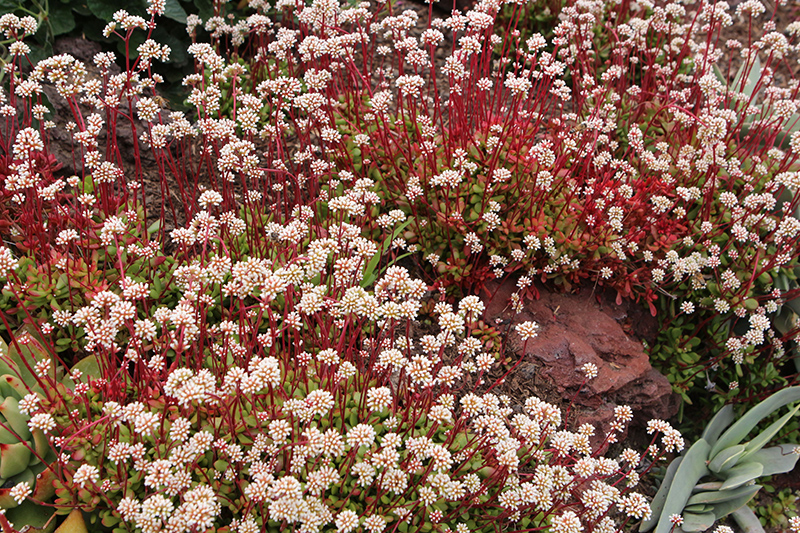 Red Carpet (Crassula pubescens ssp. radicans) at Green Thumb Nursery