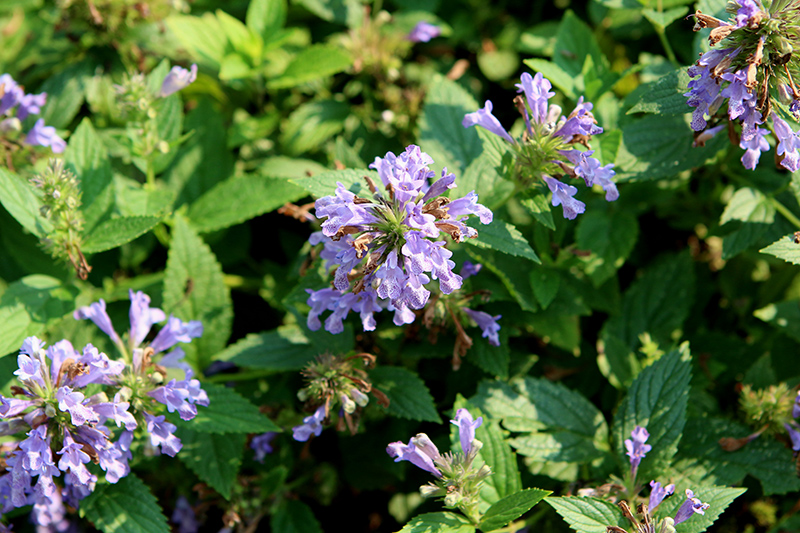 Prelude Blue Catmint (Nepeta subsessilis 'Balneplud') at Green Thumb Nursery