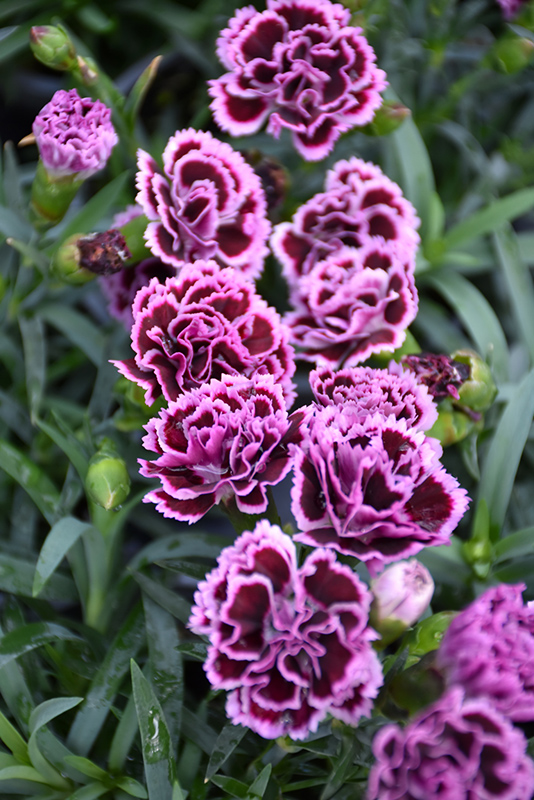 Sunflor Finesse Carnation (Dianthus caryophyllus 'Sunflor Finesse') at Green Thumb Nursery