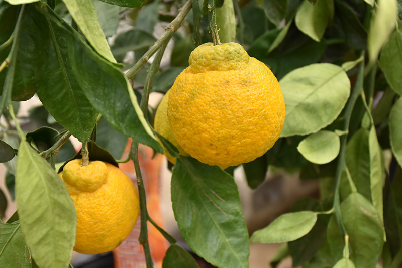 Tangerine (Citrus tangerina) at Green Thumb Nursery