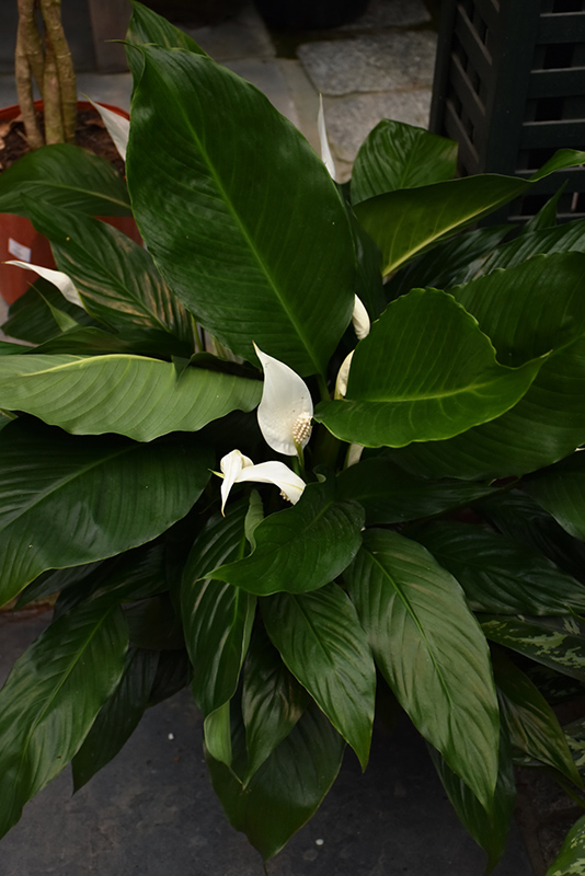 Peace Lily (Spathiphyllum wallisii) at Green Thumb Nursery