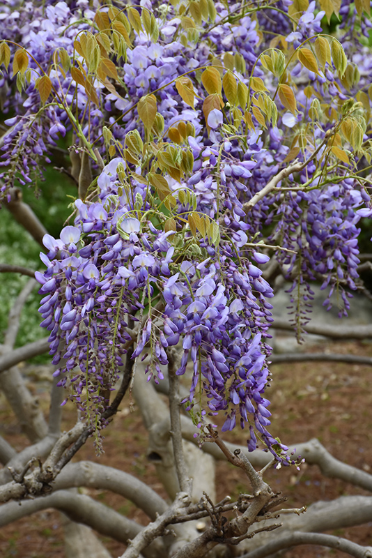 Japanese Wisteria (Wisteria japonica) at Green Thumb Nursery