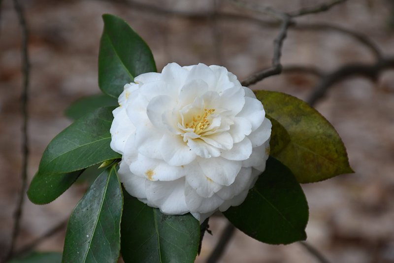 Purity Camellia (Camellia japonica 'Purity') at Green Thumb Nursery