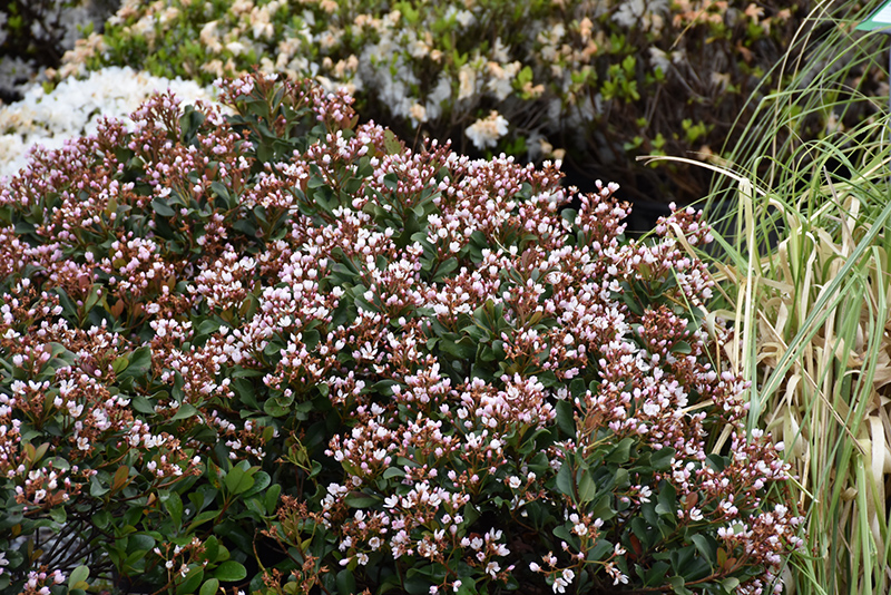 Pink Lady Indian Hawthorn (Rhaphiolepis indica 'Pink Lady') at Green Thumb Nursery