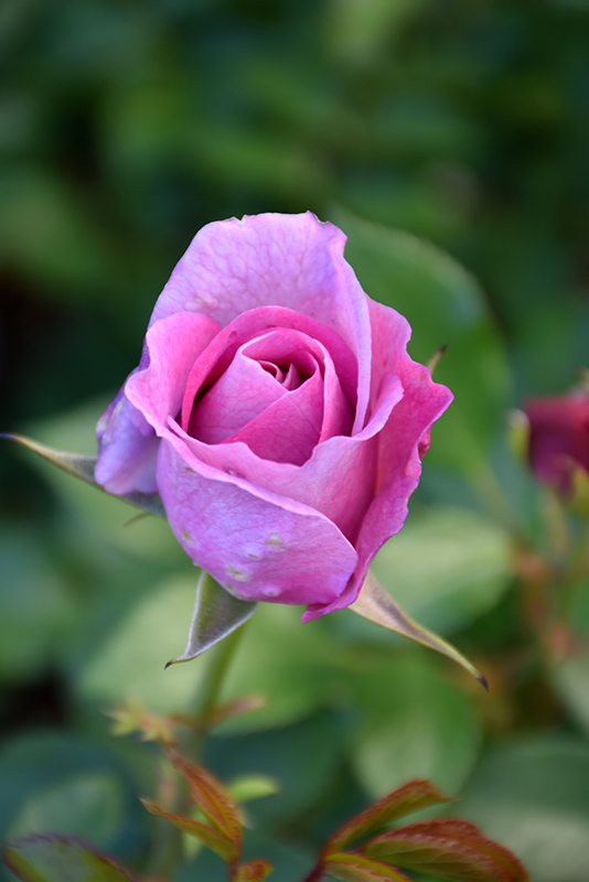 Violet's Pride Rose (Rosa 'WEKwibysicpep') at Green Thumb Nursery
