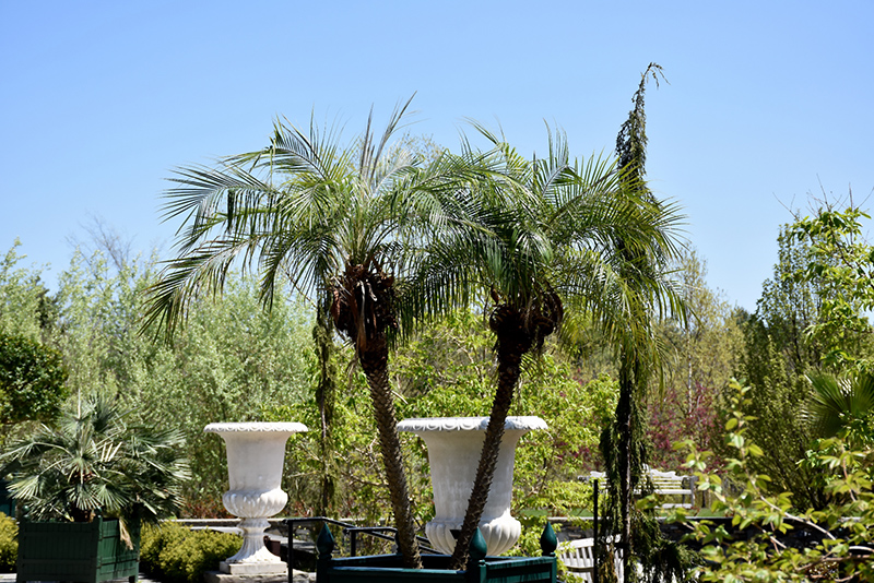Pygmy Date Palm (Phoenix roebelenii) at Green Thumb Nursery