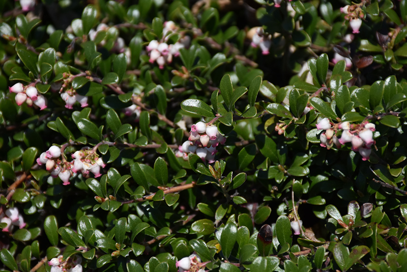 Bearberry (Arctostaphylos uva-ursi) at Green Thumb Nursery