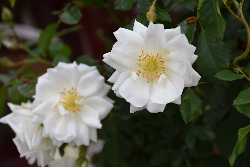 Flower Carpet White Rose (Rosa 'Flower Carpet White') at Green Thumb Nursery
