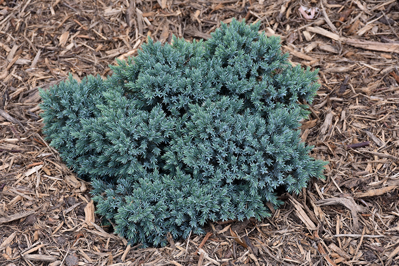 Blue Star Juniper (Juniperus squamata 'Blue Star') at Green Thumb Nursery