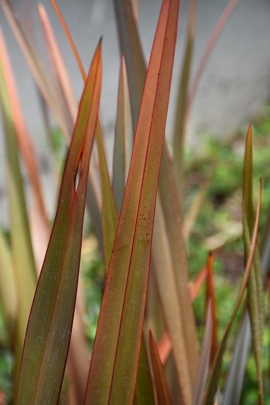 Bronze New Zealand Flax (Phormium tenax 'Atropurpureum') at Green Thumb Nursery