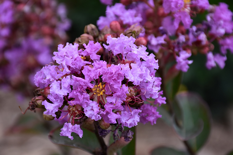 Petite Orchid Crapemyrtle (Lagerstroemia indica 'Monhid') at Green Thumb Nursery