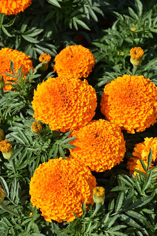 Moonstruck Deep Orange Marigold (Tagetes erecta 'Moonstruck Deep Orange') at Green Thumb Nursery