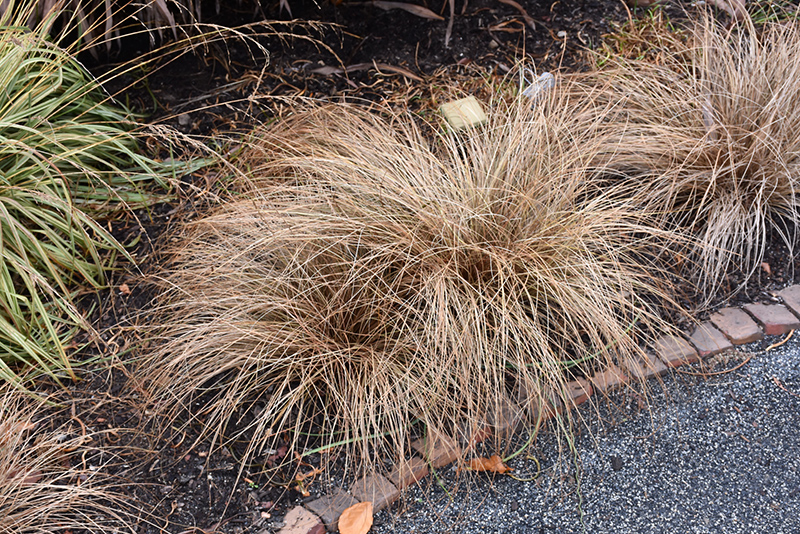 Bronze Hair Sedge (Carex comans 'Bronze') at Green Thumb Nursery
