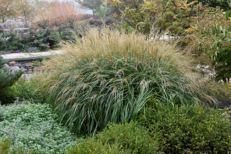 Adagio Maiden Grass (Miscanthus sinensis 'Adagio') at Green Thumb Nursery