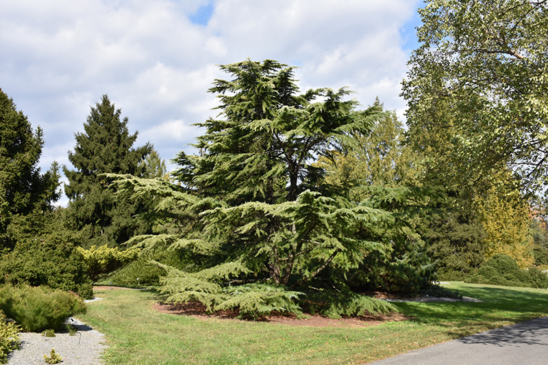 Golden Deodar Cedar (Cedrus deodara 'Aurea') at Green Thumb Nursery