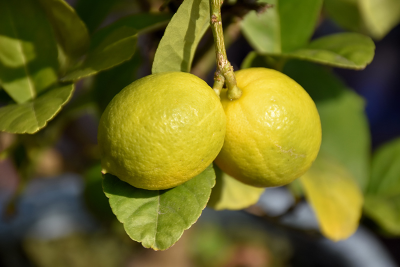 Key Lime (Citrus aurantifolia) at Green Thumb Nursery