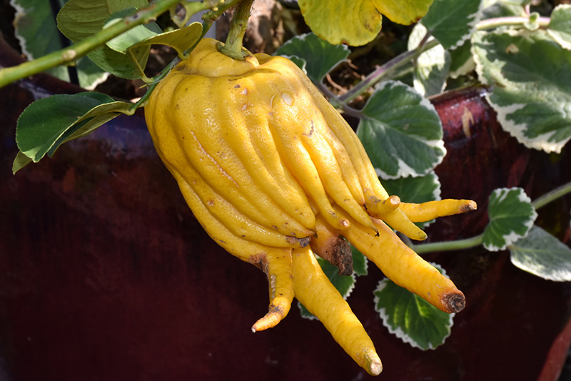 Buddha's Hand Citron (Citrus medica var. sarcodactylis) at Green Thumb Nursery