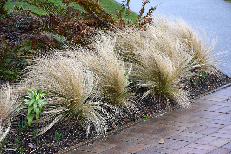 Mexican Feather Grass (Nassella tenuissima) at Green Thumb Nursery