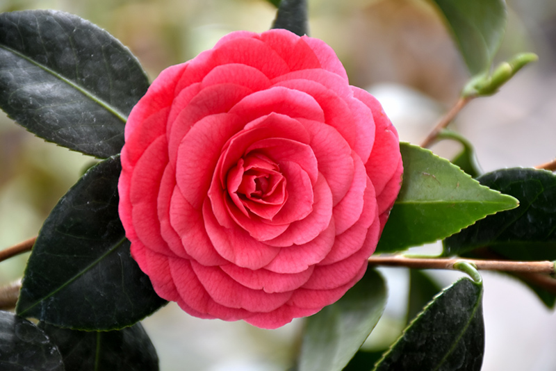 Colonel Firey Camellia (Camellia japonica 'Colonel Firey') at Green Thumb Nursery