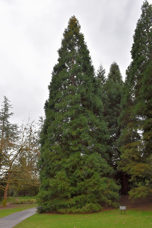 Giant Sequoia (Sequoiadendron giganteum) at Green Thumb Nursery