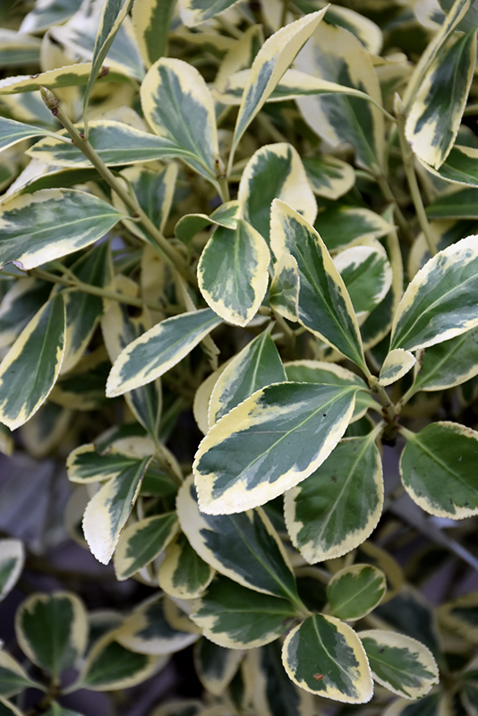 Silver Queen Euonymus (Euonymus japonicus 'Silver Queen') at Green Thumb Nursery